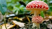 Вот и осень пришла: снова об отравлении грибами